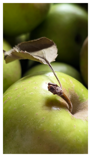 close up of a green apple with stem and brown lead. the background is out of focus green apples.