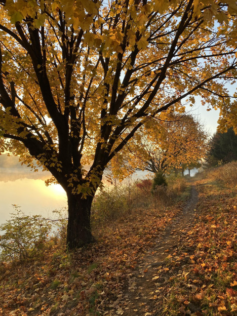 We are walking the lake trail on an autumn morning.  Leaves on the maple trees to our left along the lake have turned yellow while many have fallen to the ground around us. Some of them crunch under foot as we walk and we can smell them, too. It's quite lovely. Soon we will stop by the orchard and buy some apples, eating them as we drive home feeling so alive!