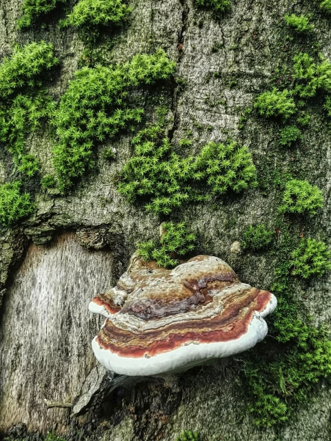 Das Foto im Hochformat zeigt im unteren Bereich einen rotrandigen Baumschwamm auf Totholz, umgeben von Moos, welches sich auf dem verrottenden Baumstamm ausbreitet.