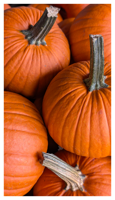 daytime, natural outdoor light. close-up of small, orange pumpkins with long stems in an unseen box.