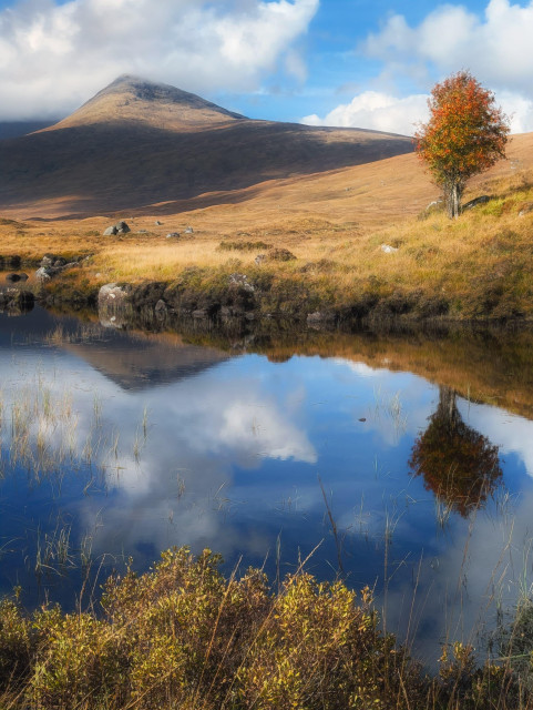 A serene autumnal scene in the Scottish Highlands captures Loch na Stainge in Rannoch Moor. The still waters of the loch perfectly mirror the cloudy sky and surrounding landscape. In the foreground, golden grasses and shrubs border the water's edge. The middle ground features rolling hills covered in ochre-hued vegetation, whilst a solitary tree with vibrant orange foliage stands out against the muted tones. In the background, a majestic mountain partially shrouded in mist dominates the horizon, its rugged slopes catching the sunlight. The interplay of light and shadow across the landscape creates a dramatic and atmospheric composition, showcasing the raw beauty of the Scottish wilderness.
