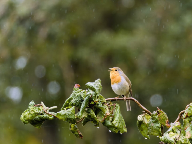 Robin sitting on the branch of a hazel bush. Singing while it is raining.