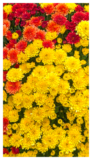 closeup of yellow and red/yellow mums in an unseen pot.