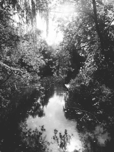 A stream with calm water reflects the sunlight and nearby trees. Large trees line both sides and some leaves can be seen floating in the water in this black and white image.