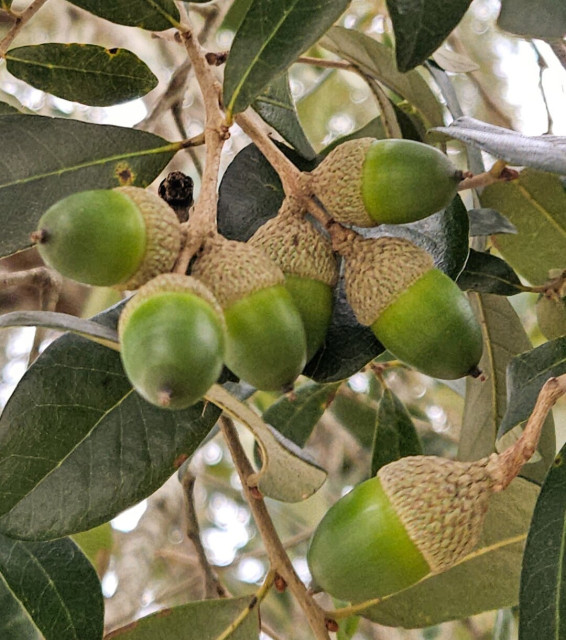 Looking up into a tree with clusters of green acorns among thick green leaves.