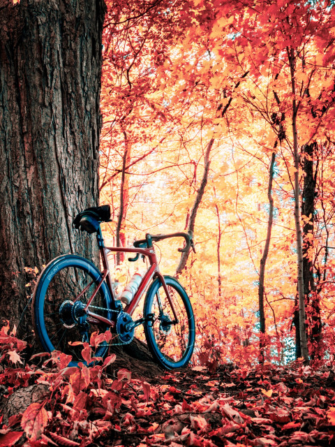 photo of a red BMC roadmachine road bike standing next to a tree in a beautiful autumn forest. the ground is covered in red and brown leaves. beyond the bike is a forest of tall and slender trees showing beautiful orange, yellow and red leaves 