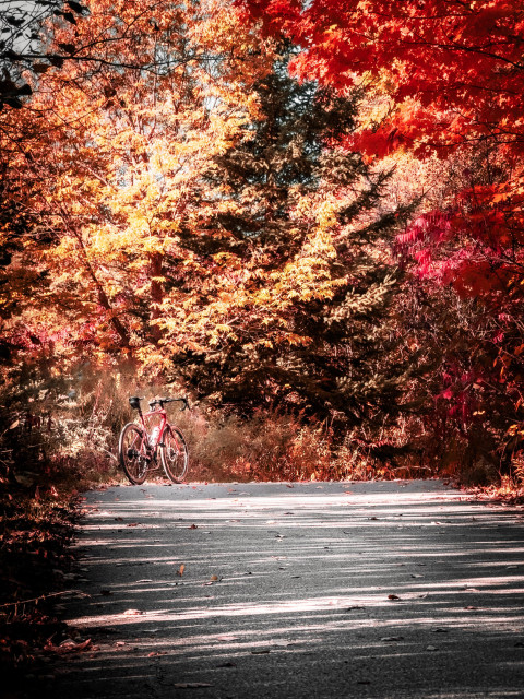 photo of a red BMC roadmachine road bike standing at the side of a multi-use path. the path disappears into a forest shortly after the bike. the forest is a beautiful autumn scene showing red and orange and yellow and green leaves 