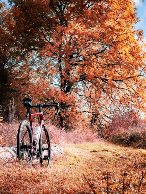 photo of a red BMC roadmachine road bike standing next to the trunk of a fallen tree at the edge of a grass trail in a meadow. the trail is flanked on either side by tall brown grass. the trail disappears up ahead as it bends around a large tree that is filling the sky with orange and brown and yellow leaves 