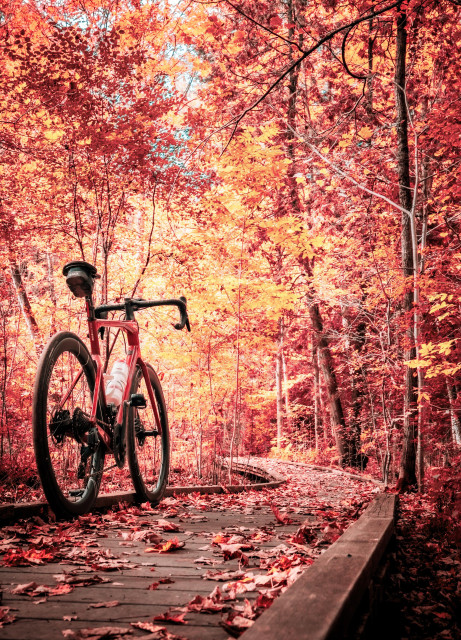 photo of a red BMC roadmachine road bike standing on a boardwalk in a beautiful autumn forest. the boardwalk has a smattering of red and brown leaves on it. beyond the bike is a forest of tall and slender trees showing beautiful orange, yellow and red leaves 