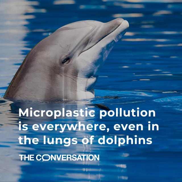 A photo of a dolphin coming out of water with the text "Microplastic pollution is everywhere, even in the lungs of dolphins"