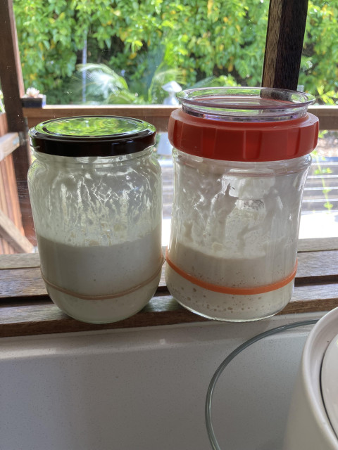 Two large jars of sourdough starter that have definitely activated well. The mix is high above the markers and bubbles can be seen.