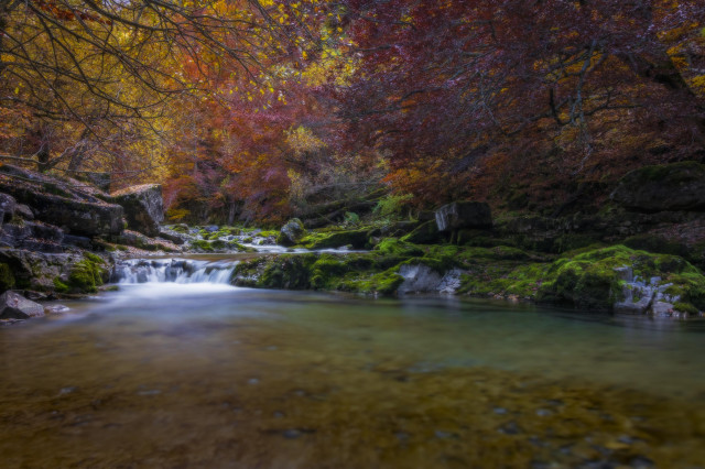 Se puede ver en la mitad superior un bosque de variados colores otoñales y en la mitad inferior una pequeña balsa producida por un arroyo que proviene del bosque.