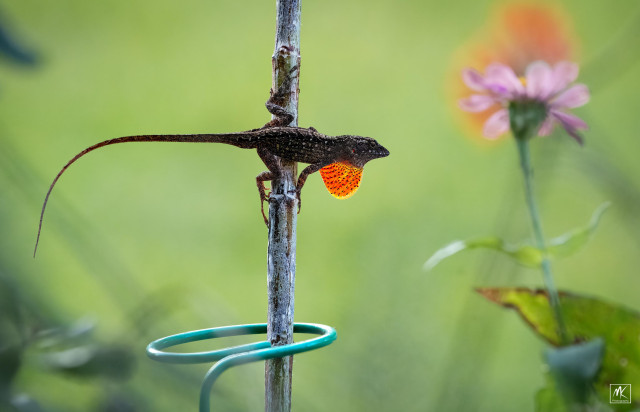 Color photo of a Cuban brown anole (Anolis sagrei) clinging perpendicular to a zinnia stem with its red dewlap extended below its head and neck. In the background is a blurry pink zinnia flowerhead. 