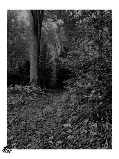 Schwarz-Weiß Foto von einem Waldweg. Der Weg verschwindet mysterisch hinter zwei kleinen Tannen die wie ein Tor wirken.