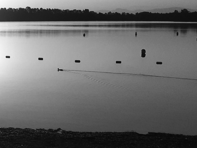 Monochrome daylight photography.
On the left, an off-camera sun as brilliantly silent as it is early in the morning.
...
A quack might be heard from the otherwise oiled surface of the lake.