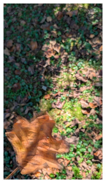 POV. in the bottom left corner a sunlit brown leaf is blurred by the wind. the background is mossy grass with fallen leaves, in sunlight and shade.