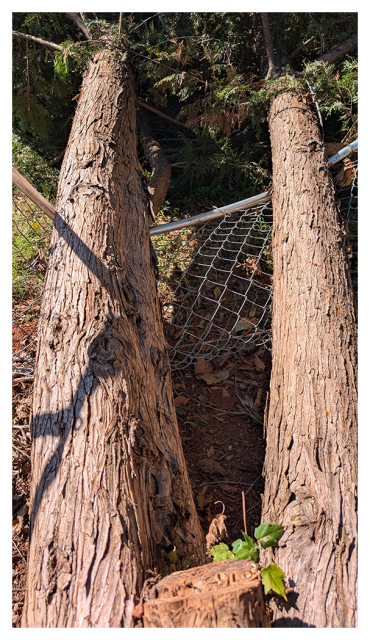 the trunks of two trees lie across a bent chain link fence.