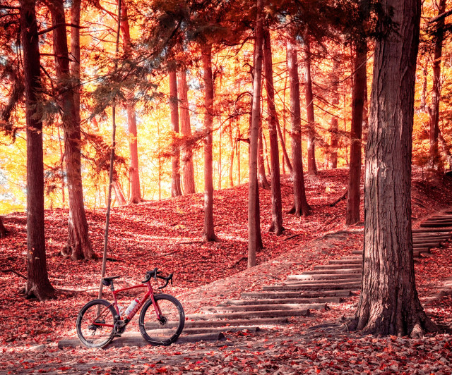 Photo of a red BMC roadmachine road bike, standing at the bottom of a staircase in a forest. The forest is a beautiful autumn scene with a hill going up and to the right away from the bike. There are tall, slender trees going up and over the hill. The forest floor is covered in a blanket of autumn leaves that are red and brown. The staircase is made of wooden beams that are holding in earth as they go up the hill. Over the hill, we can see the glowing yellow light of the sun filtering through the yellow and green leaves of the trees. 