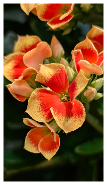 high angle view of a cluster of small yellow and red, 4-petal flowers.