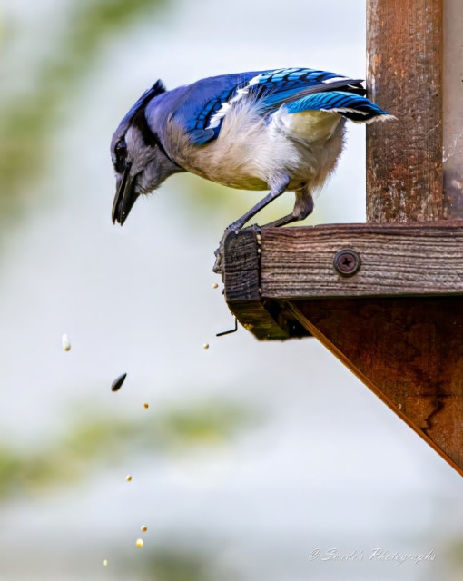 "Picture a vibrant blue jay perched on the edge of a wooden bird feeder, intently searching through a mix of seeds. The bird's bright blue and white feathers stand out against the wooden structure. You can see several seeds falling from the feeder as the blue jay digs around, clearly on the lookout for a prized peanut. The background is softly blurred, emphasizing the dynamic action of the seeds and the bird's focused posture. This scene captures a lively moment in nature, full of color and motion." - Copilot