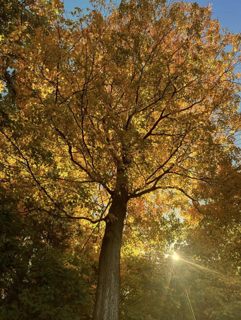 Giant tree with yellow orange leaves and sun poking through 