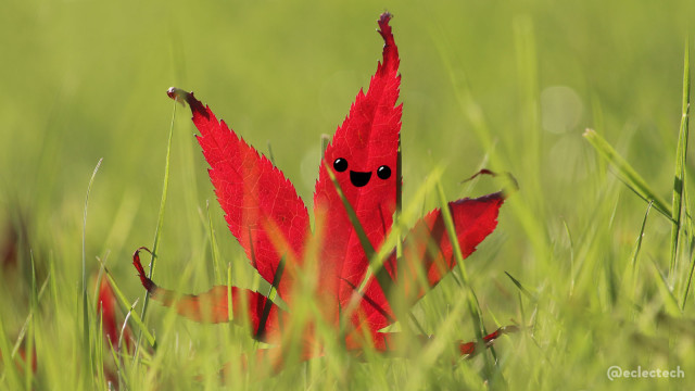 A bright red, five lobed leaf from an Acer palmatum 'Bloodgood' (an EXCELLENT tree - strong recommend). It is standing upright, backlit by the sun, in grass. The photo is taken from very low down, and the leaf is in sharp focus with the grass blurred all around. It has a happy face drawn on the central largest lobe, so the lobes either side are like upturned arms.