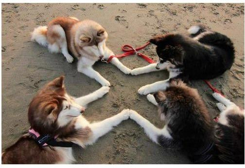 Four huskies at the beach calling the corners after watching The Craft, to summon the great Moon Moon. They’re laying ground has the obvious marks of the spell’s prerequisite zoomies. They’re laying ground are stretched out toward the center on the damp sand, all but one paw touching that of its neighbor. All but Frank, who, after being nipped by Alberta, has realized they’ll have to scooch a bit closer to close the circle.