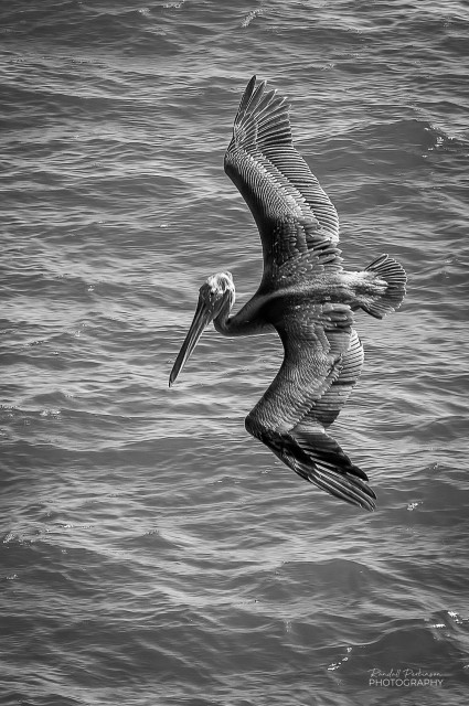 Pelican flying low over the water looking for fish.