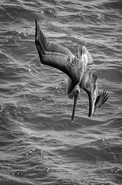 Pelican diving towards the water to catch a fish.