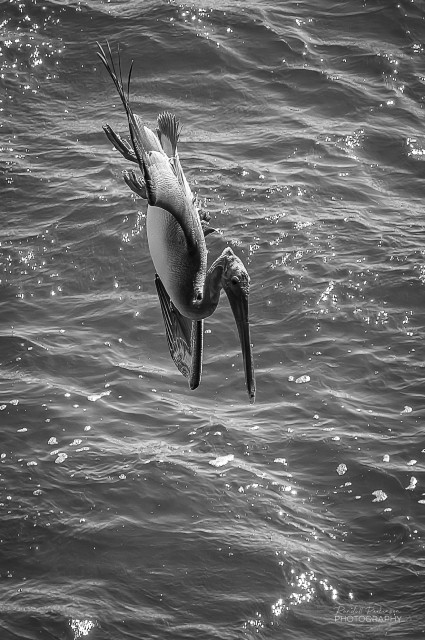 Pelican diving towards the water to catch a fish.