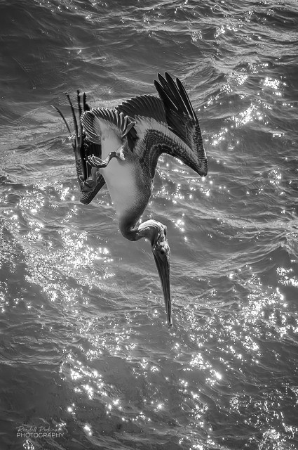 Pelican diving towards the water to catch a fish.