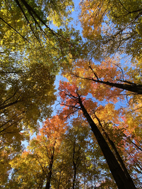 Looking straight up in a forest, where the leaves are changing color. we see a mix of green, yellow, orange, and red, against blue sky. 