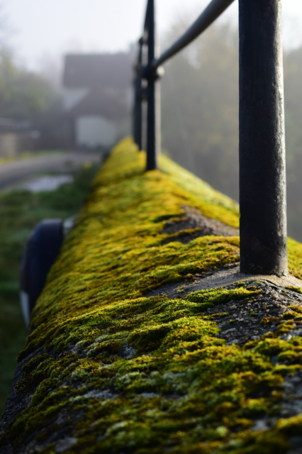 Green moss on a granite wall.