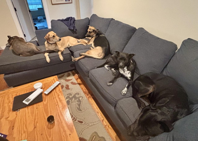 Five dogs lay spread out on an l-shaped sofa. 