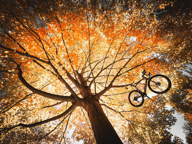 Photo of a BMC roadmachine road bike hanging by its saddle from the branch of a large and beautiful tree. The photo was taken from the ground, looking up at the tree. The tree is holding out its branches to fill the sky with leaves that are beautiful autumn colors of yellow and orange and green. 