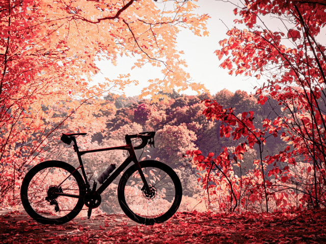 Photo of a red BMC roadmachine road bike, standing near the edge of a hill in a forest. The forest floor is covered in a blanket of red and brown autumn leaves. The bike appears almost in silhouette. Beyond the edge of the hill we can see the tops of trees in the forest as it reaches the horizon. The sky above is bright white. The left and right sides of the picture are framed with tree, branches and wild growth that are showing red and yellow and orange autumn leaves.