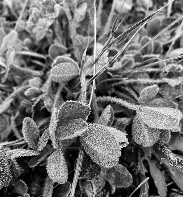 Frost on clover in B&W 