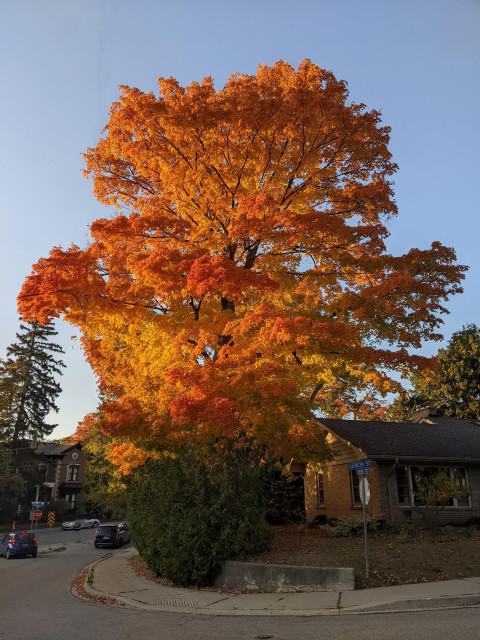 Photo of large tree ablaze in the setting sun. Bright orange leaves.