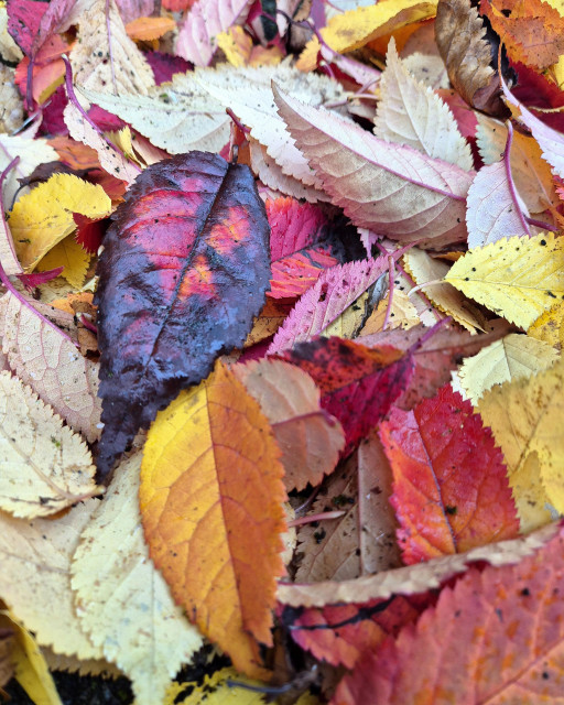 A close up of a pile of Autumn leaves.

Colours range from pale cream through yellow, orange, red, and almost black. The leaves are mostly cherry tree leaves that are quite slender with serrated edges. 