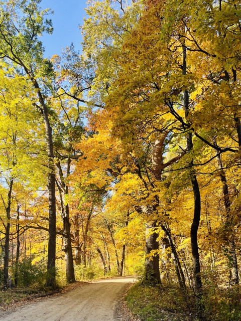 A scenic dirt road winds through a colorful autumn forest, with trees displaying vibrant yellow and orange foliage under a clear blue sky.