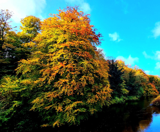 A beech tree on the banks of a river in full autumn colour.