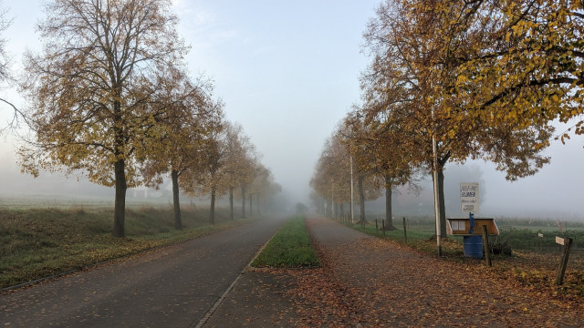 Photo of the view along a road with trees on both sides. The trees have yellow leaves. It is foggy, so the trees in the distance disappear in the grey.