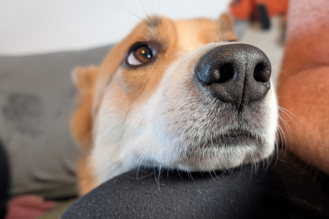 A Corgi dog lying on a sofa with his head resting on a persons leg. He is looking up at the person, presumably because they're eating something.