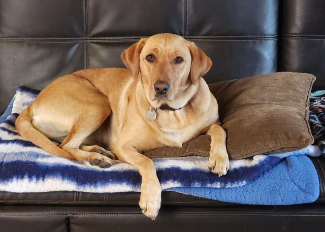 Golden Labrador retriever laying on her blue and white blanket and brown pillow on a black sofa. Her right front paw is hanging off the edge and she is looking at the camera.