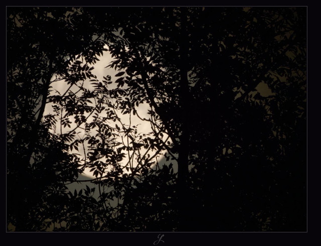 Image of the full moon taken with a long focal length. Two trees with their leaves can only be seen as black silhouettes in front of the blurred full moon. The moon takes up about half of the picture. The colors are kept in warm sepia tones, with a strong contrast of the leaves in front of the moon.

AI disclaimer: Using my work, its meta data, written or derived description to create media with or train AI based systems is prohibited.