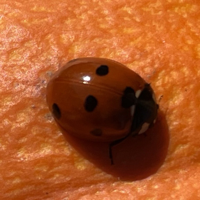 Close-up of an orange beetle with black spots.