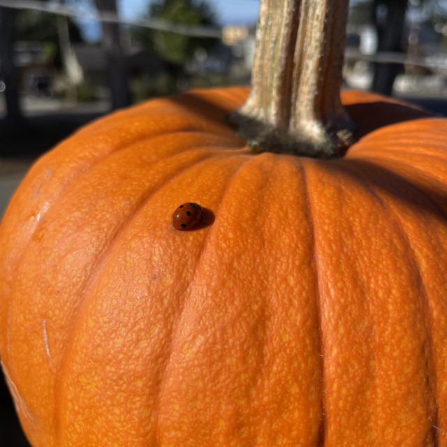 A bright orange pumpkin with a small orange beetle on it.