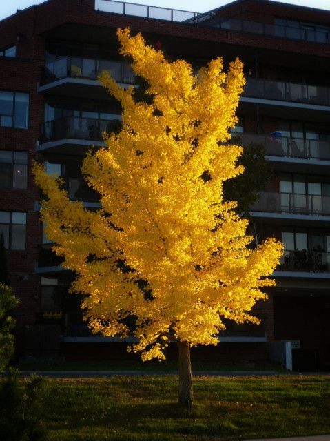 A bright yellow tree catching the setting sunlight glows brightly. A multi storied condominium building sits in the background.