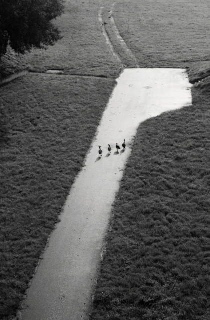 Photography. A black and white photo of four geese walking side by side on a long asphalt path. The photo was taken from above and shows the beginning of a forest on the left and a surrounding meadow. In the middle of this idyllic scene, a long asphalt path has been laid out, which ends in a square turning circle in front of the meadow. Tractor tracks can be seen in the meadow. On this path, four geese are walking side by side towards the meadow at some distance. They have a long way to go.
Note: An absolute favorite photo because it exerts an indefinable, magical attraction that is difficult to describe. It can be seen as a critique, an ode to nature or simply as a strange photo.