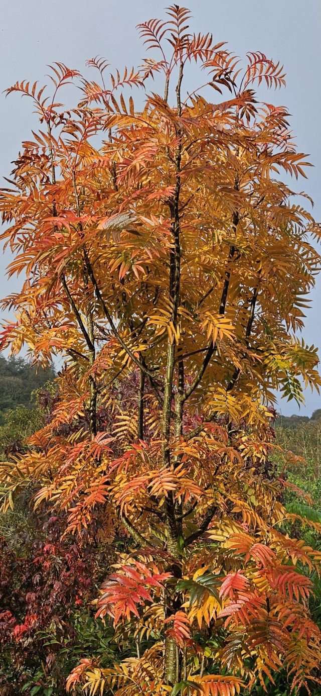 Our Japanese mountain ash tree has reached peak autumn colour with a mix of bronze, orange, and red. The dark chocolate brown branches are a nice contrast.